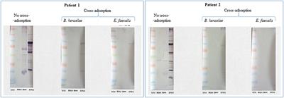 Western Immunoblotting for the Diagnosis of Enterococcus faecalis and Streptococcus gallolyticus Infective Endocarditis